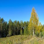 Indonesia Rencanakan Program Deforestasi Terbesar di Dunia untuk Proyek Energi dan Pangan